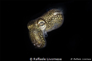Sepiola antlantica in night dive by Raffaele Livornese 